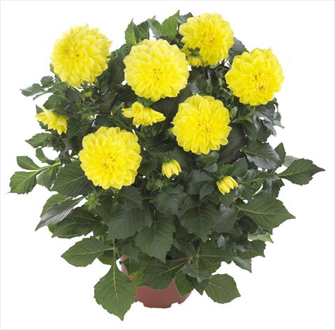 Photo de variété de fleurs à utiliser comme: Pot et Plante à massif Dahlia Hypnotica Yellow