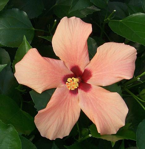Photo de variété de fleurs à utiliser comme: Pot et Plante à massif Hibiscus rosa-sinensis Cairo Apricot