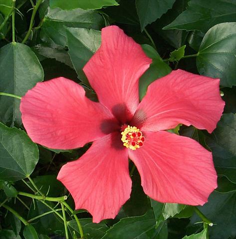 Photo de variété de fleurs à utiliser comme: Pot et Plante à massif Hibiscus rosa-sinensis Cairo Red
