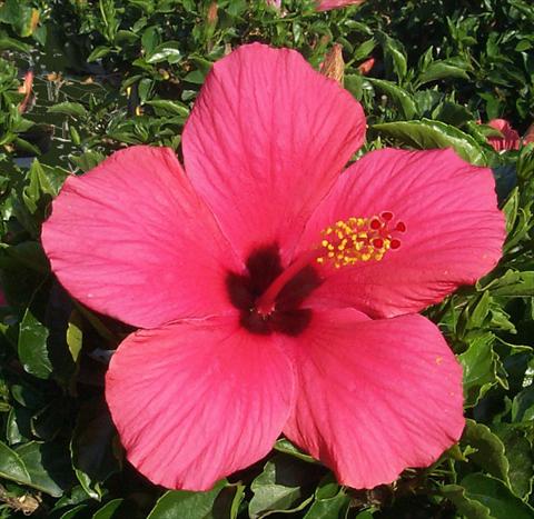 Photo de variété de fleurs à utiliser comme: Pot et Plante à massif Hibiscus rosa-sinensis Cairo Rose