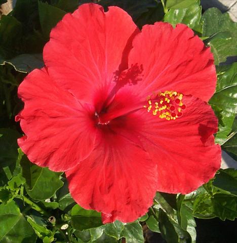 Photo de variété de fleurs à utiliser comme: Pot et Plante à massif Hibiscus rosa-sinensis Holiday Red