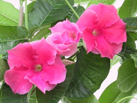 Photo de variété de fleurs à utiliser comme: Patio, pot Dipladenia (Mandevilla) Pink Velvet
