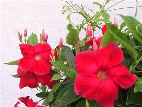 Photo de variété de fleurs à utiliser comme: Patio, pot Dipladenia (Mandevilla) Red Velvet Petite