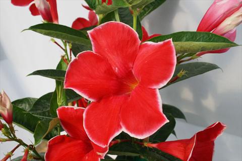 Photo de variété de fleurs à utiliser comme: Patio, pot Dipladenia (Mandevilla) Scarlet Red Velvet