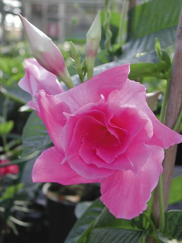 Photo de variété de fleurs à utiliser comme: Patio, pot Dipladenia (Mandevilla) SuperTrouper™