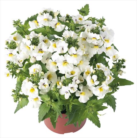 Photo de variété de fleurs à utiliser comme: Pot et Plante à massif Nemesia Angelart Amond Impr