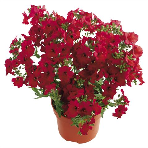 Photo de variété de fleurs à utiliser comme: Pot, patio, Suspension Nemesia Angelart® Cherry
