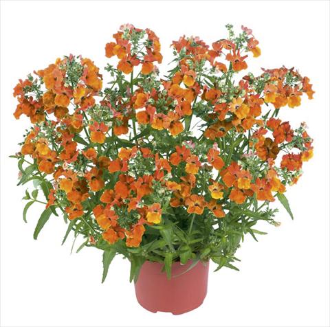 Photo de variété de fleurs à utiliser comme: Pot et Plante à massif Nemesia Angelart Orange