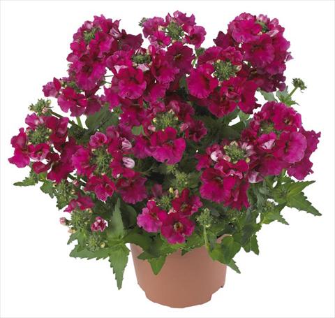 Photo de variété de fleurs à utiliser comme: Pot et Plante à massif Nemesia Angelart Raspberry