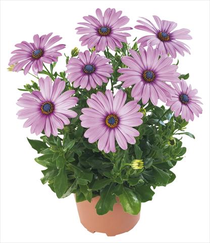 Photo de variété de fleurs à utiliser comme: Pot et Plante à massif Osteospermum Margarita Lilac