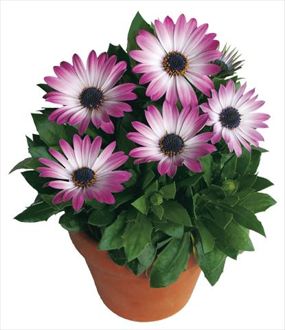 Photo de variété de fleurs à utiliser comme: Pot et Plante à massif Osteospermum Margarita Pink Bicolor