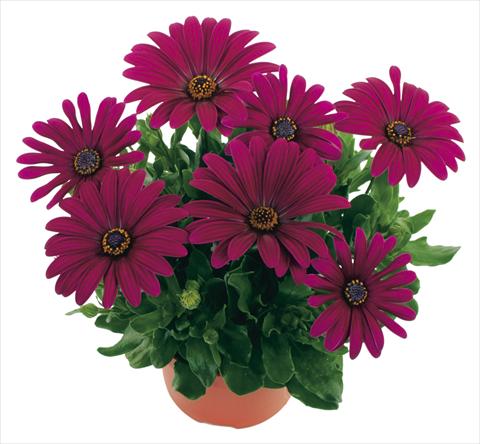 Photo de variété de fleurs à utiliser comme: Suspension / pot Osteospermum Margarita Purple