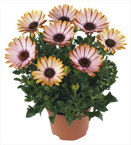 Photo de variété de fleurs à utiliser comme: Pot et Plante à massif Osteospermum Margarita Sunset