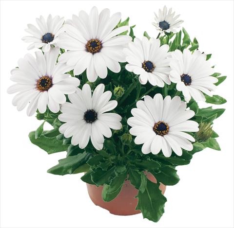 Photo de variété de fleurs à utiliser comme: Pot et Plante à massif Osteospermum Margarita White