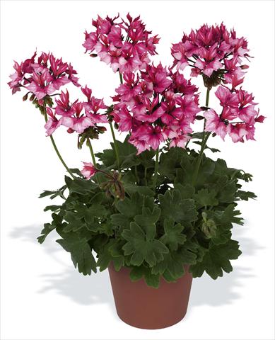 Photo de variété de fleurs à utiliser comme: Pot, Plante à massif, patio Pelargonium zonale pac® Fireworks Bicolor