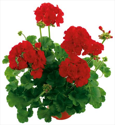 Photo de variété de fleurs à utiliser comme: Plante à massif, pot ou Suspension Pelargonium zonale Summer Idols® Dark Red