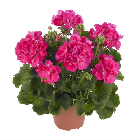 Photo de variété de fleurs à utiliser comme: Pot, Plante à massif, patio Pelargonium zonale Summer Idols® Hot Pink