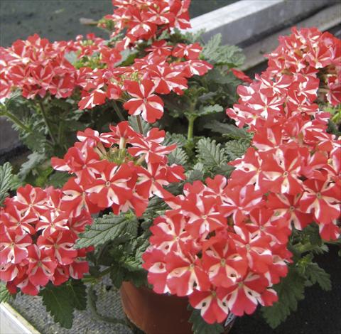 Photo de variété de fleurs à utiliser comme: Pot, Plante à massif, patio, Suspension Verbena Veralia Voodoo Star
