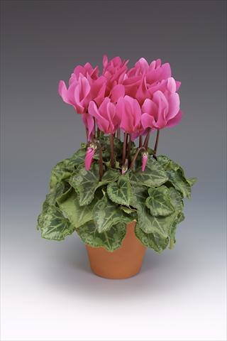 Photo de variété de fleurs à utiliser comme: Pot, Plante à massif, patio Cyclamen persicum midi Intermezzo Dark Fuchsia