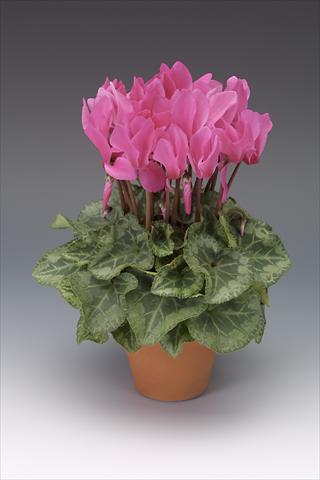 Photo de variété de fleurs à utiliser comme: Pot, Plante à massif, patio Cyclamen persicum midi Intermezzo Fuchsia