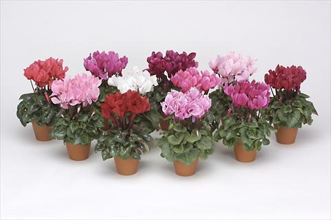 Photo de variété de fleurs à utiliser comme: Pot, Plante à massif, patio Cyclamen persicum midi Intermezzo Mix