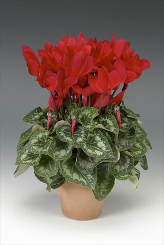 Photo de variété de fleurs à utiliser comme: Pot, Plante à massif, patio Cyclamen persicum midi Intermezzo Red