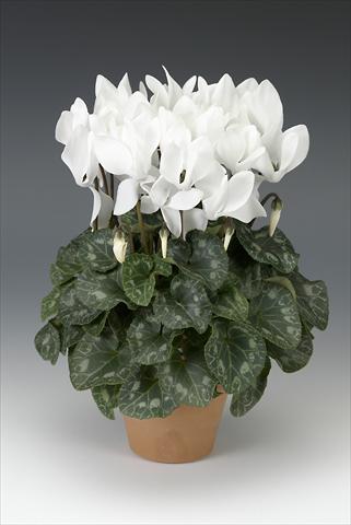 Photo de variété de fleurs à utiliser comme: Pot, Plante à massif, patio Cyclamen persicum midi Intermezzo White