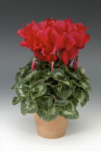 Photo de variété de fleurs à utiliser comme: Pot, Plante à massif, patio Cyclamen persicum Maxora Bright Red