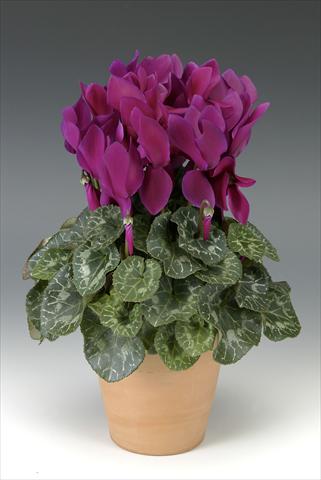 Photo de variété de fleurs à utiliser comme: Pot, Plante à massif, patio Cyclamen persicum Maxora Deep Purple