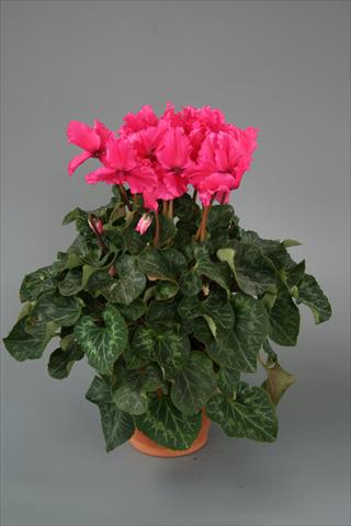 Photo de variété de fleurs à utiliser comme: Pot, Plante à massif, patio Cyclamen persicum Maxora Fringed Deep Rose