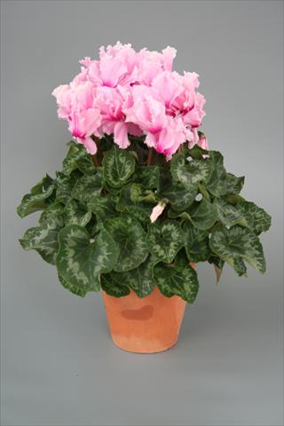Photo de variété de fleurs à utiliser comme: Pot, Plante à massif, patio Cyclamen persicum Maxora Fringed Light pink Eye