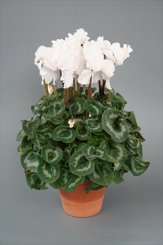 Photo de variété de fleurs à utiliser comme: Pot, Plante à massif, patio Cyclamen persicum Maxora Fringed White