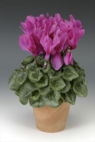 Photo de variété de fleurs à utiliser comme: Pot, Plante à massif, patio Cyclamen persicum Maxora Fuchsia
