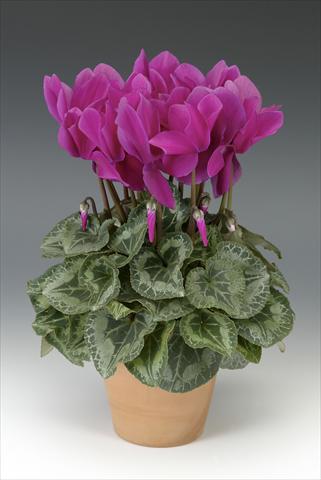 Photo de variété de fleurs à utiliser comme: Pot, Plante à massif, patio Cyclamen persicum Maxora Light Purple