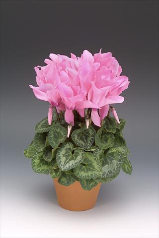 Photo de variété de fleurs à utiliser comme: Pot, Plante à massif, patio Cyclamen persicum Maxora Neon Pink