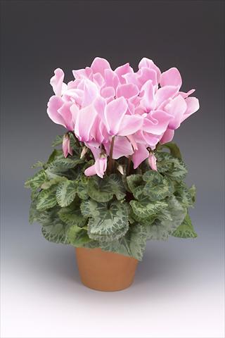 Photo de variété de fleurs à utiliser comme: Pot, Plante à massif, patio Cyclamen persicum Maxora Pink Flamed