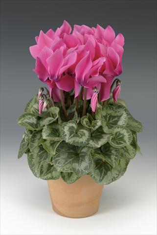 Photo de variété de fleurs à utiliser comme: Pot, Plante à massif, patio Cyclamen persicum Maxora Pink with eye