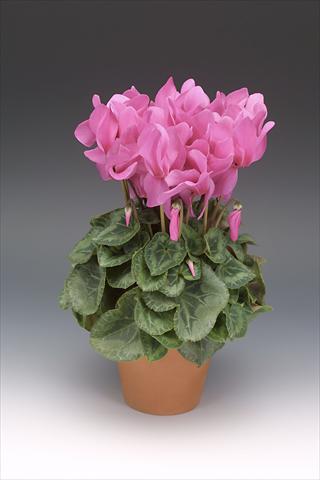Photo de variété de fleurs à utiliser comme: Pot, Plante à massif, patio Cyclamen persicum Maxora Pink