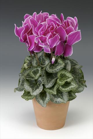 Photo de variété de fleurs à utiliser comme: Pot, Plante à massif, patio Cyclamen persicum Maxora Purple Flamed