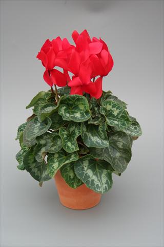 Photo de variété de fleurs à utiliser comme: Pot, Plante à massif, patio Cyclamen persicum Maxora Red