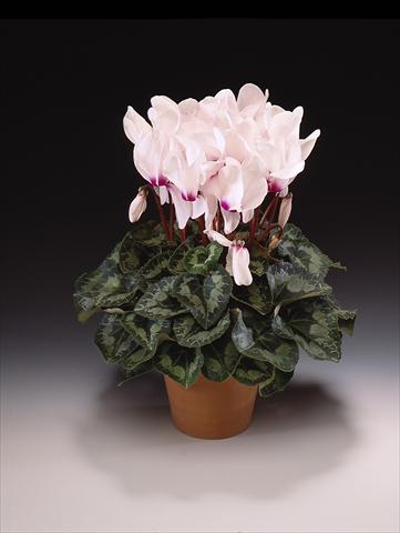 Photo de variété de fleurs à utiliser comme: Pot, Plante à massif, patio Cyclamen persicum Maxora White with eye