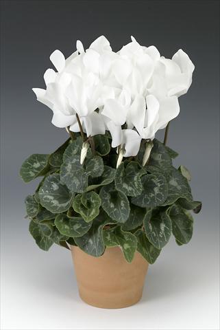 Photo de variété de fleurs à utiliser comme: Pot, Plante à massif, patio Cyclamen persicum Maxora White