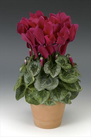 Photo de variété de fleurs à utiliser comme: Pot, Plante à massif, patio Cyclamen persicum Maxora Wine Red