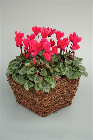Photo de variété de fleurs à utiliser comme: Pot et Plante à massif Cyclamen persicum mini Melody Outdoor Deep Rose