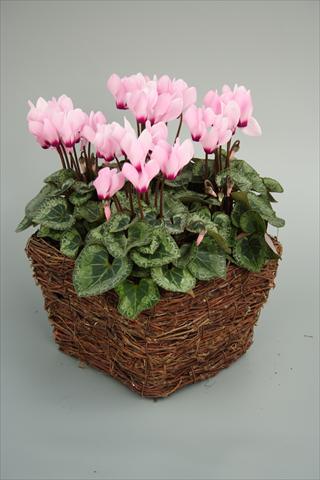 Photo de variété de fleurs à utiliser comme: Pot et Plante à massif Cyclamen persicum mini Melody Outdoor Light Pink Eye
