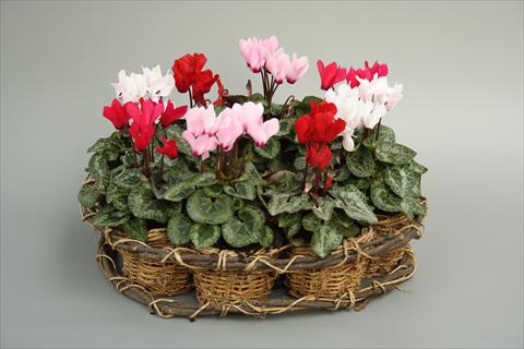 Photo de variété de fleurs à utiliser comme: Pot et Plante à massif Cyclamen persicum mini Melody Outdoor Mix