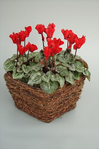 Photo de variété de fleurs à utiliser comme: Pot et Plante à massif Cyclamen persicum mini Melody Outdoor Red