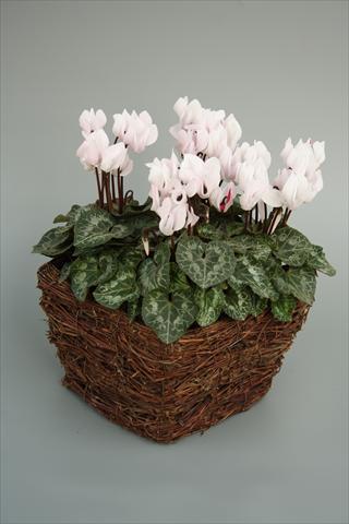 Photo de variété de fleurs à utiliser comme: Pot et Plante à massif Cyclamen persicum mini Melody Outdoor White