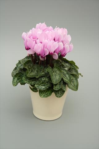 Photo de variété de fleurs à utiliser comme: Pot, Plante à massif, patio Cyclamen persicum mini Musical Light Lilac Eye