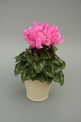 Photo de variété de fleurs à utiliser comme: Pot, Plante à massif, patio Cyclamen persicum mini Musical Light Pink